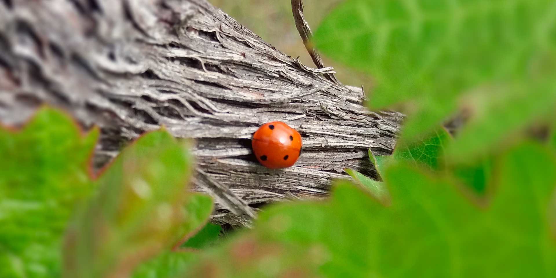 Aumente a sustentabilidade economica da exploração, nós ajudamos na implementação do referencial globalgap