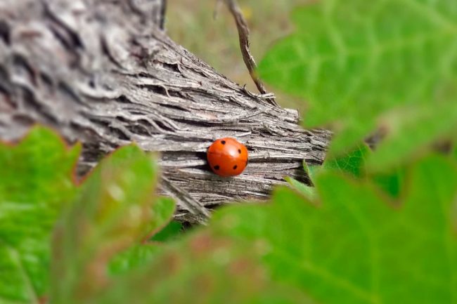 Aumente a sustentabilidade economica da exploração, nós ajudamos na implementação do referencial globalgap
