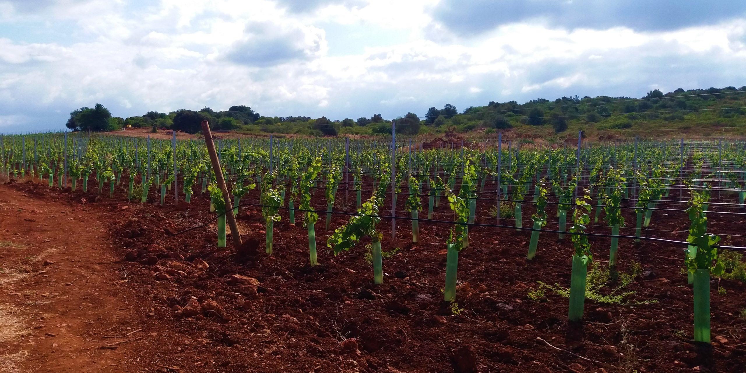 Instalação de vinha no Algarve