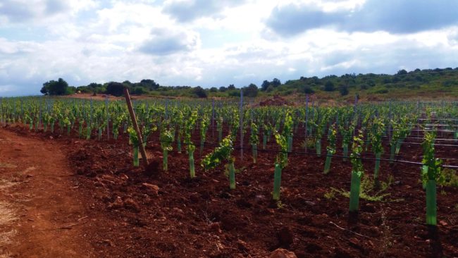 Instalação de vinha no Algarve