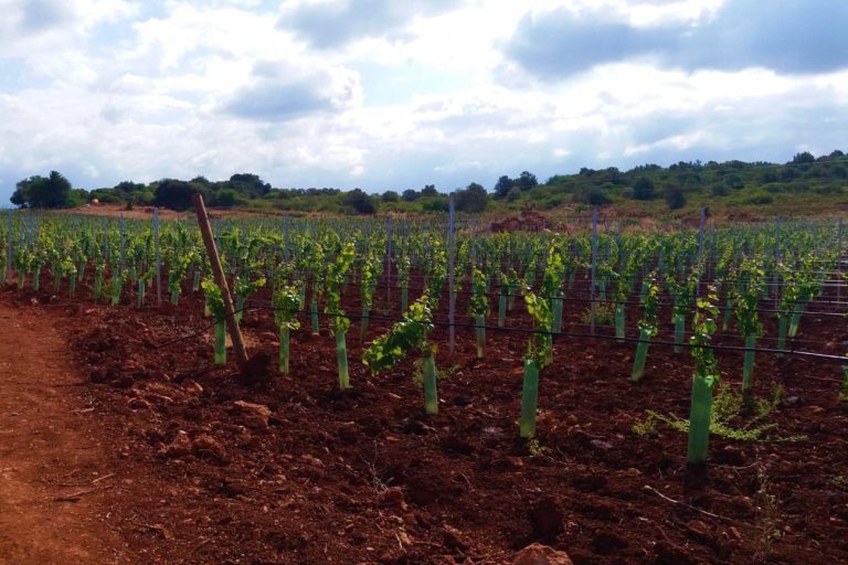 Instalação de vinha no Algarve