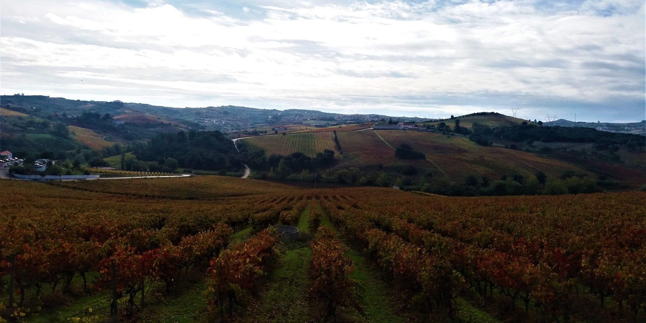 O impacto das infra-estruturas ecologicas na biodiversidade funcional