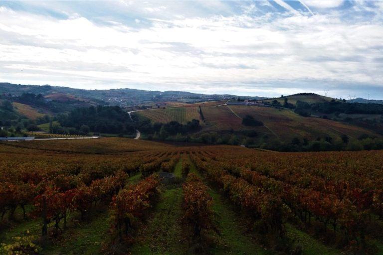 O impacto das infra-estruturas ecologicas na biodiversidade funcional